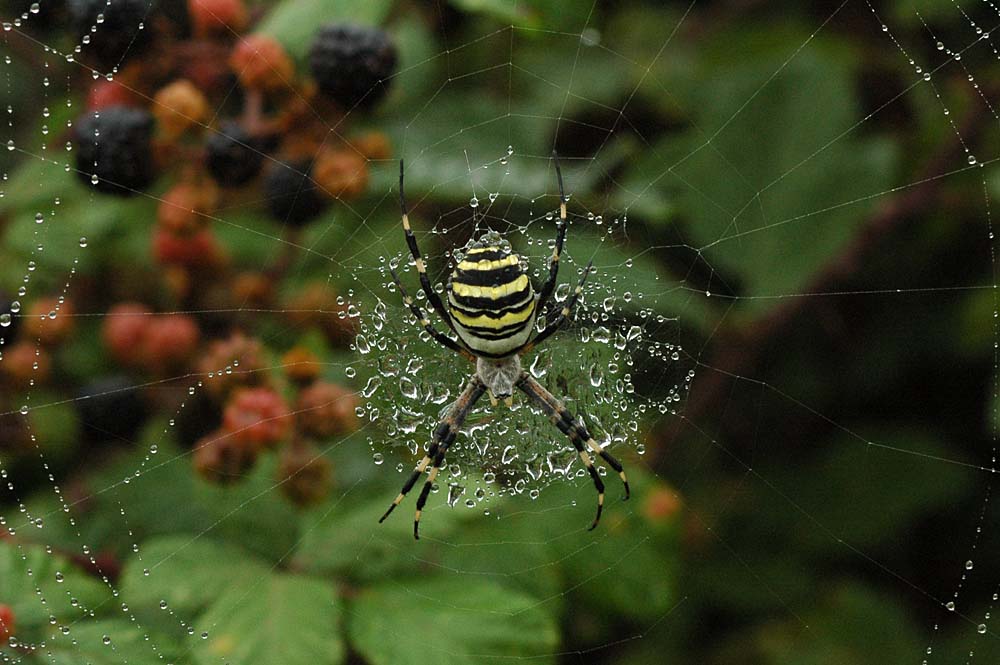 Una araa: Argiope bruennichi